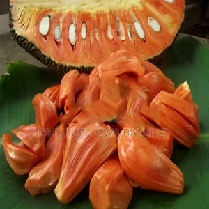 Red Jackfruits Seedlings