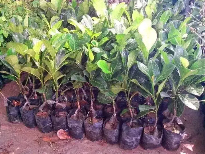 Red Jackfruits Seedlings