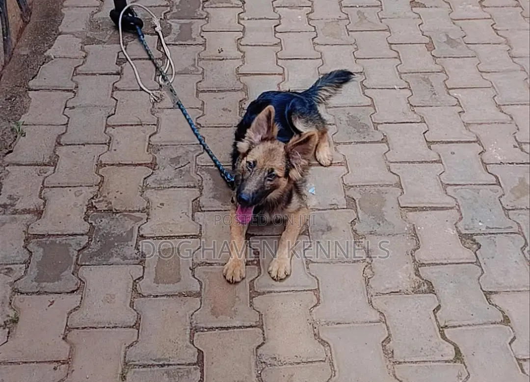3-6 months Male Purebred German Shepherd