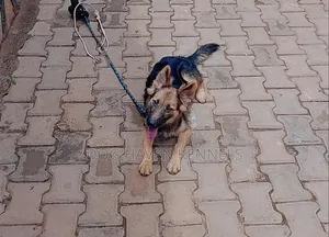 3-6 months Male Purebred German Shepherd