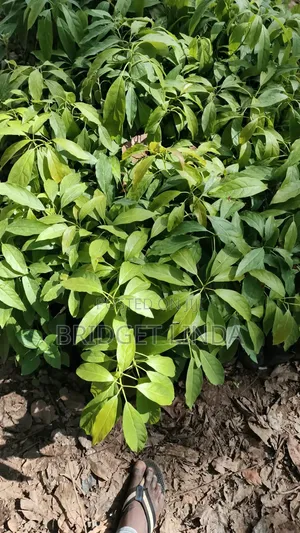 Aagriculturalist