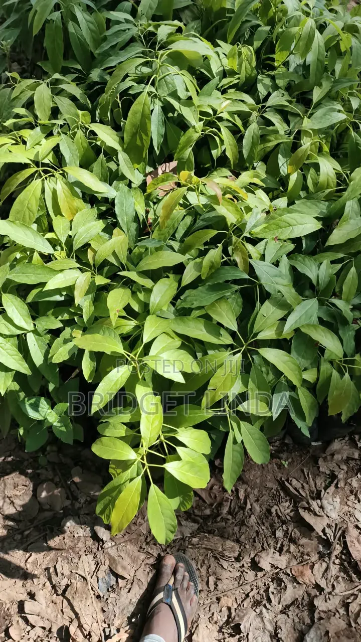 Aagriculturalist