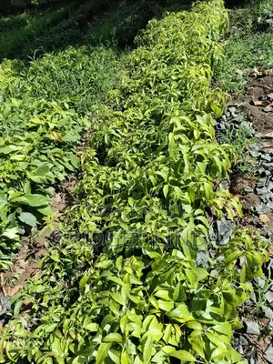 Aagriculturalist