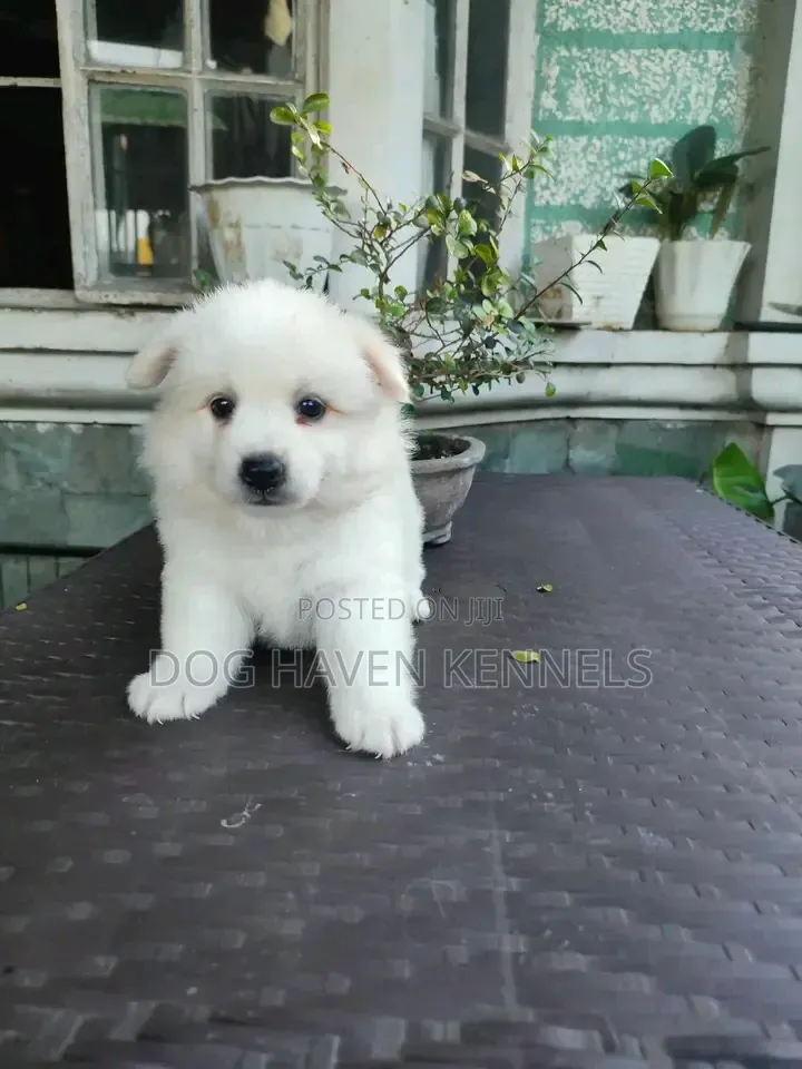 1-3 months Female Purebred Japanese Spitz