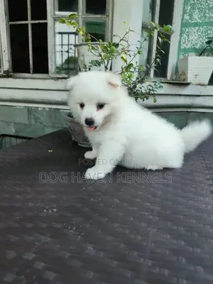 1-3 months Female Purebred Japanese Spitz