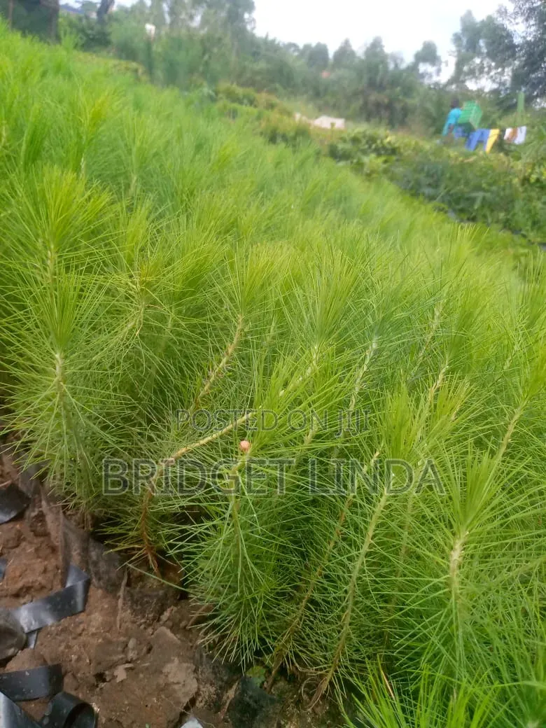 Agriculturalist