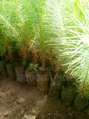 Agriculturalist