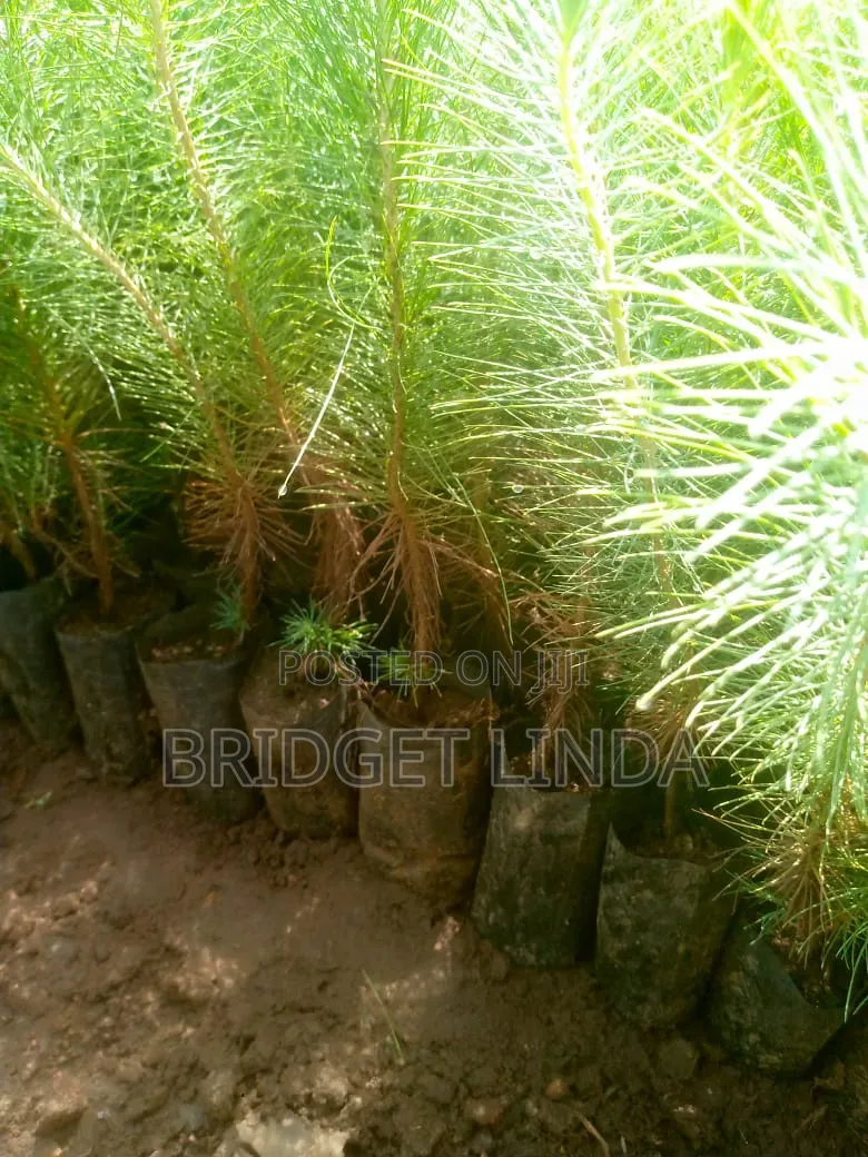 Agriculturalist