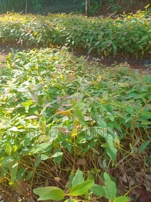 Callyptus Seedlings