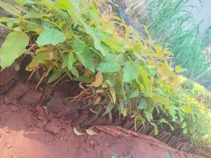 Callyptus Seedlings
