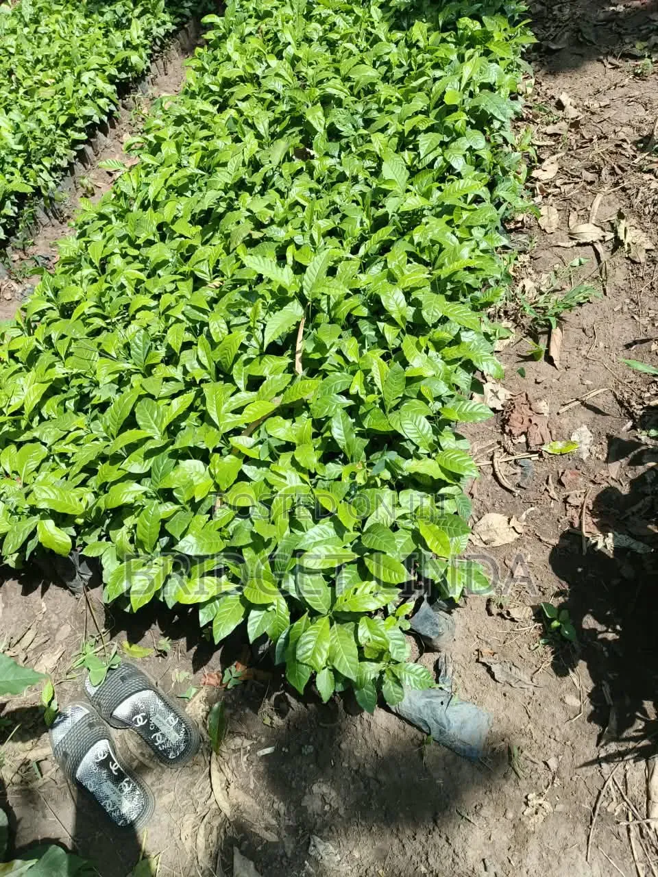 Coffee Seedlings