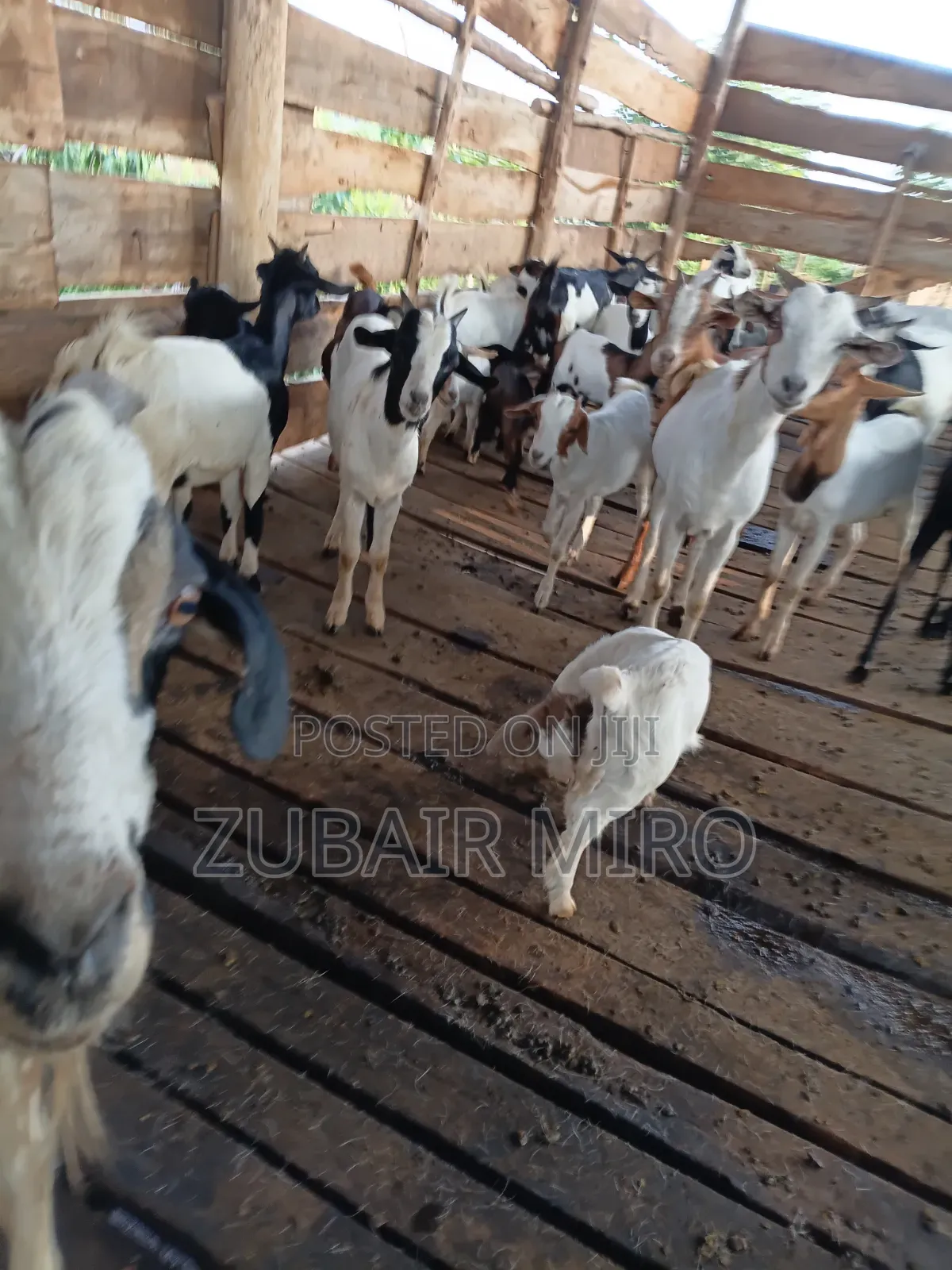 Goats on Sale