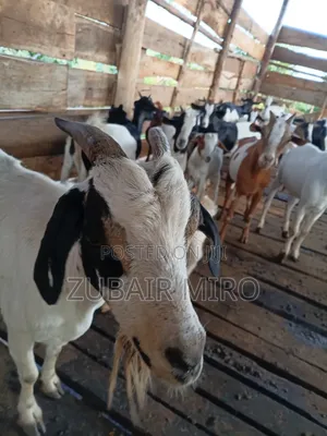 Goats on Sale
