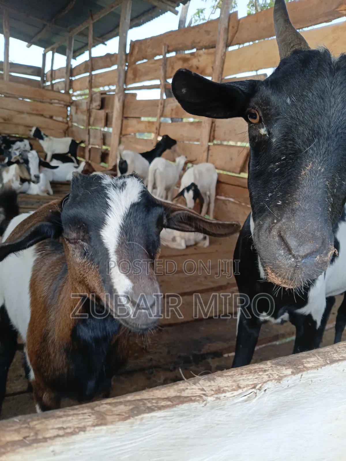 Goats on Sale