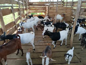 Goats on Sale