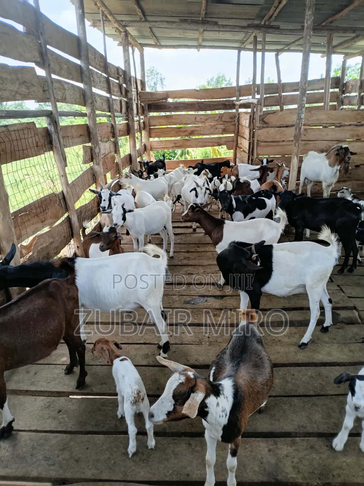 Goats on Sale