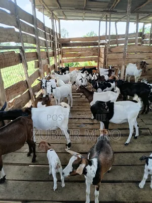 Goats on Sale