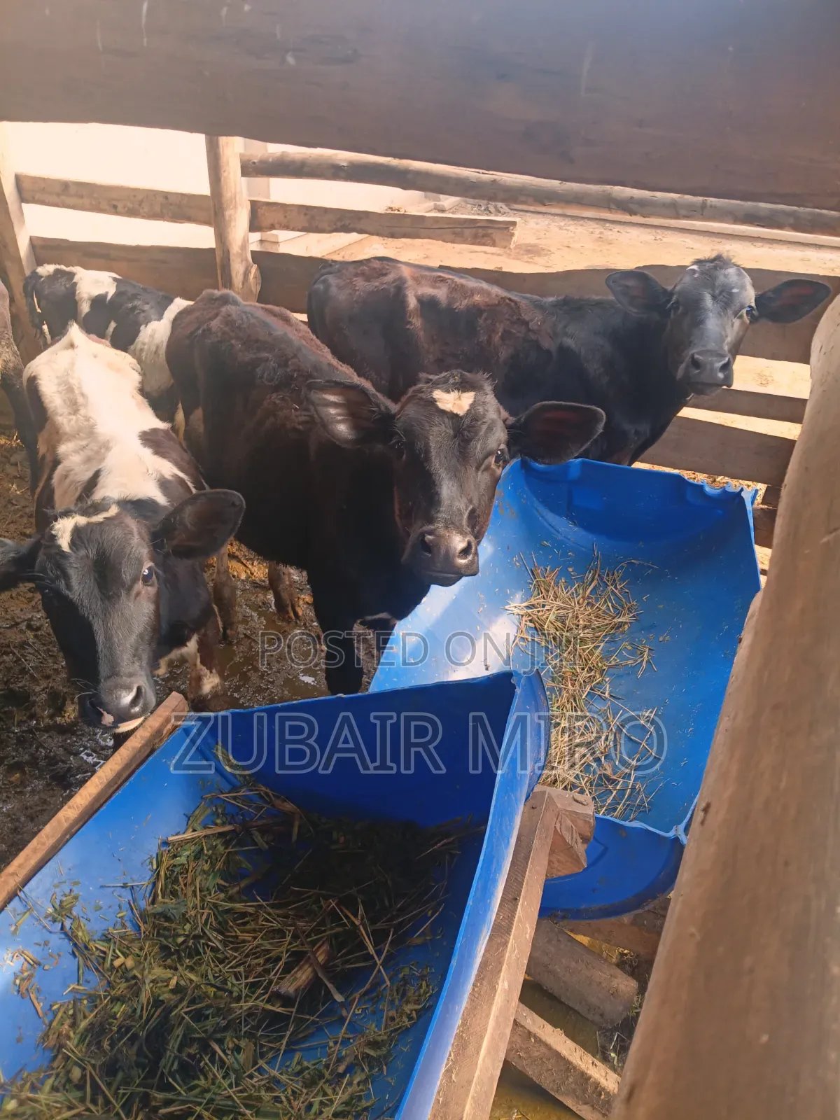 Cows Ente Enzungu