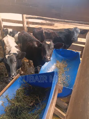 Cows Ente Enzungu