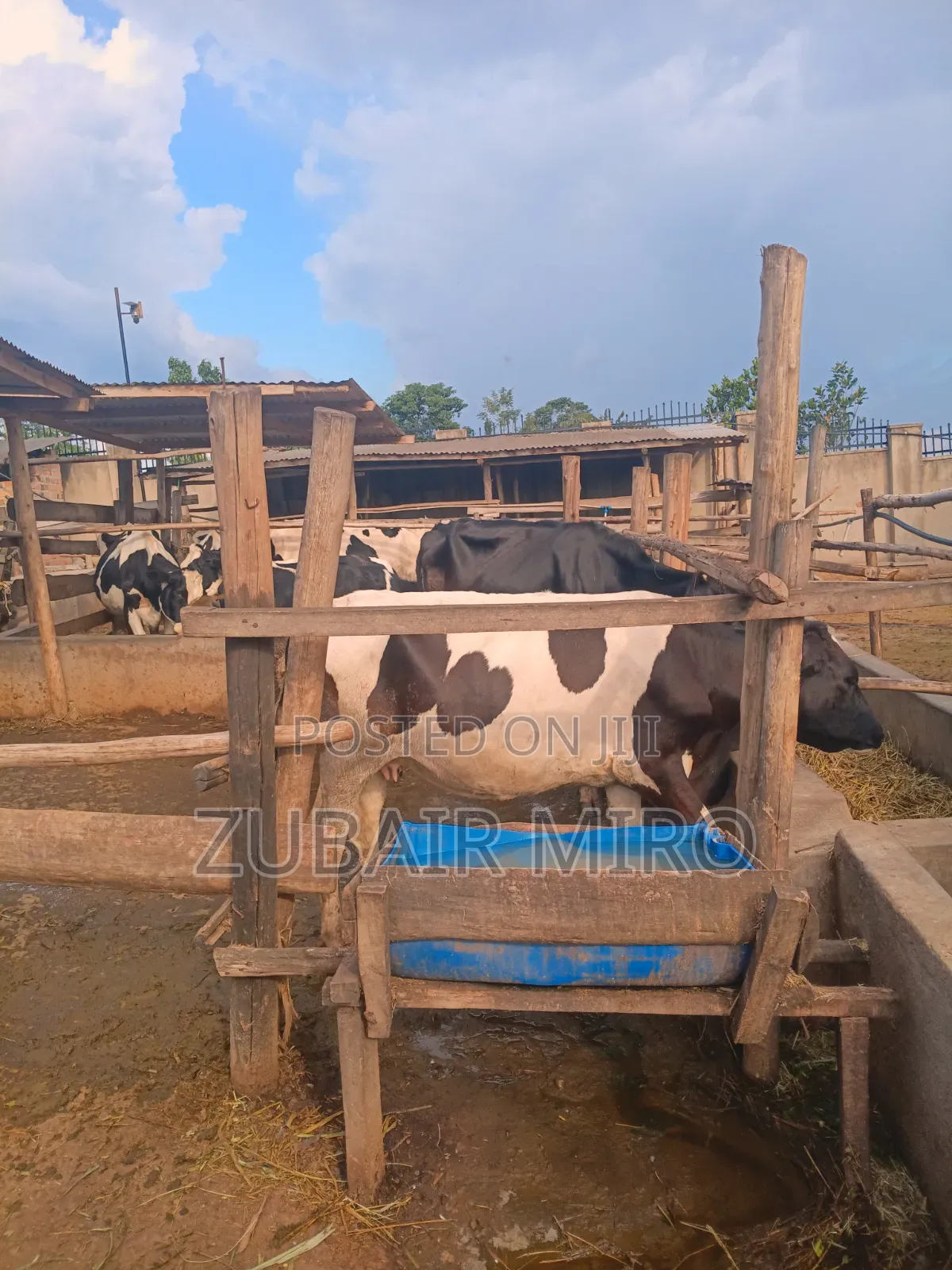 Cows Ente Enzungu