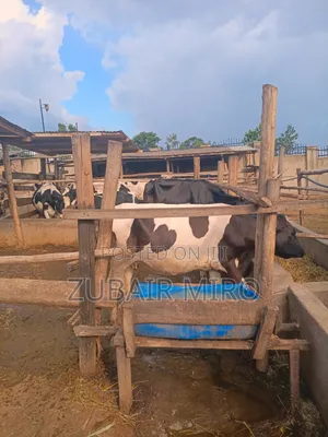 Cows Ente Enzungu