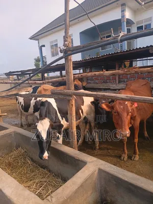 Cows Ente Enzungu