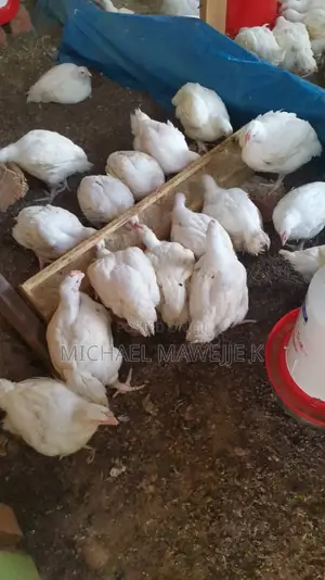 Broiler Chicken