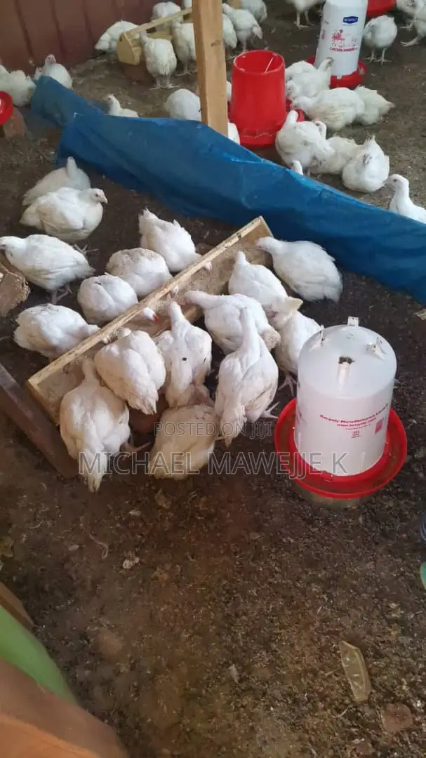 Broiler Chicken