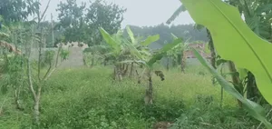 50 by 40 Ft Plot for Sell in Matugga Buwambo