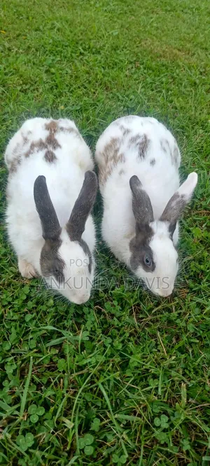 4 Healthy White Rabbits for Sale - Nyendo Masaka