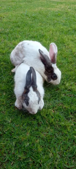 4 Healthy White Rabbits for Sale - Nyendo Masaka