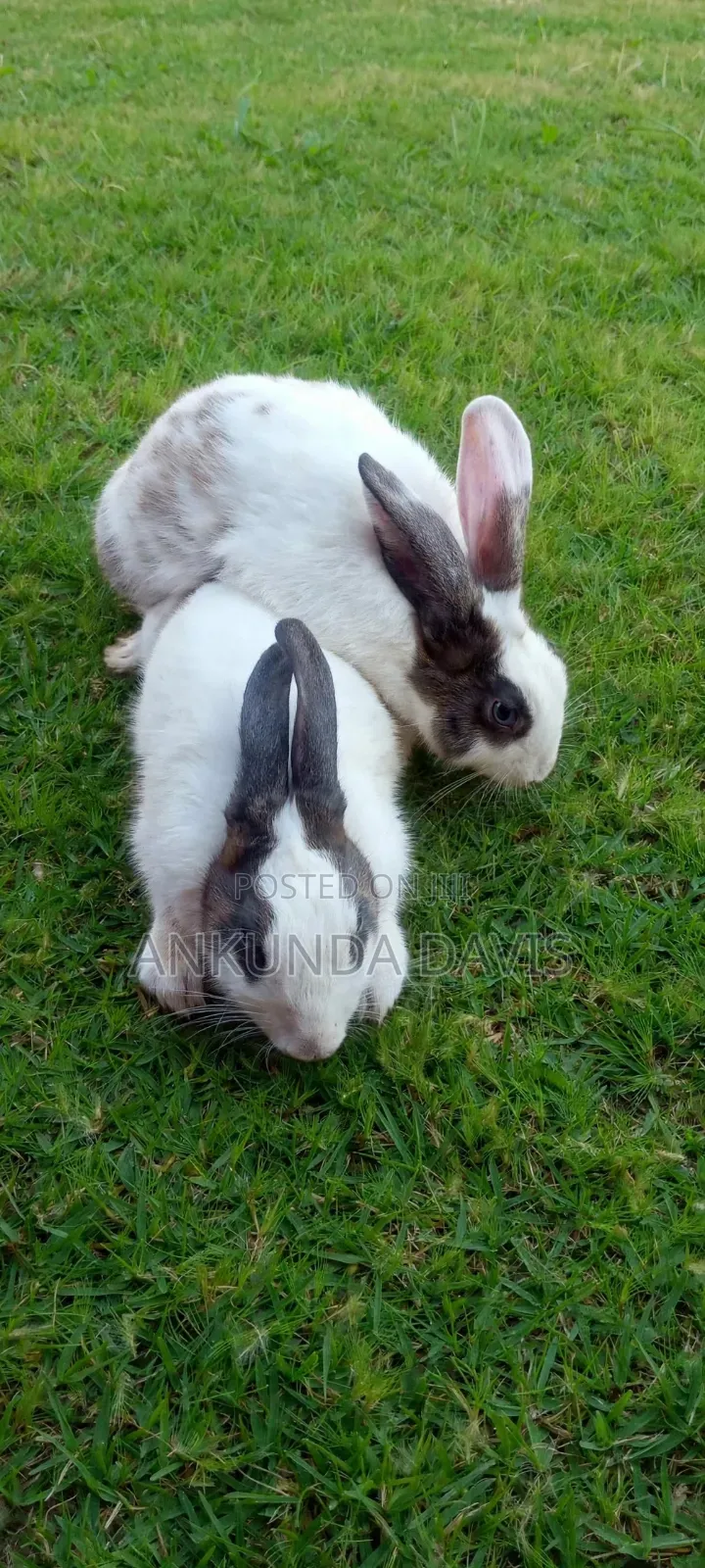 4 Healthy White Rabbits for Sale - Nyendo Masaka