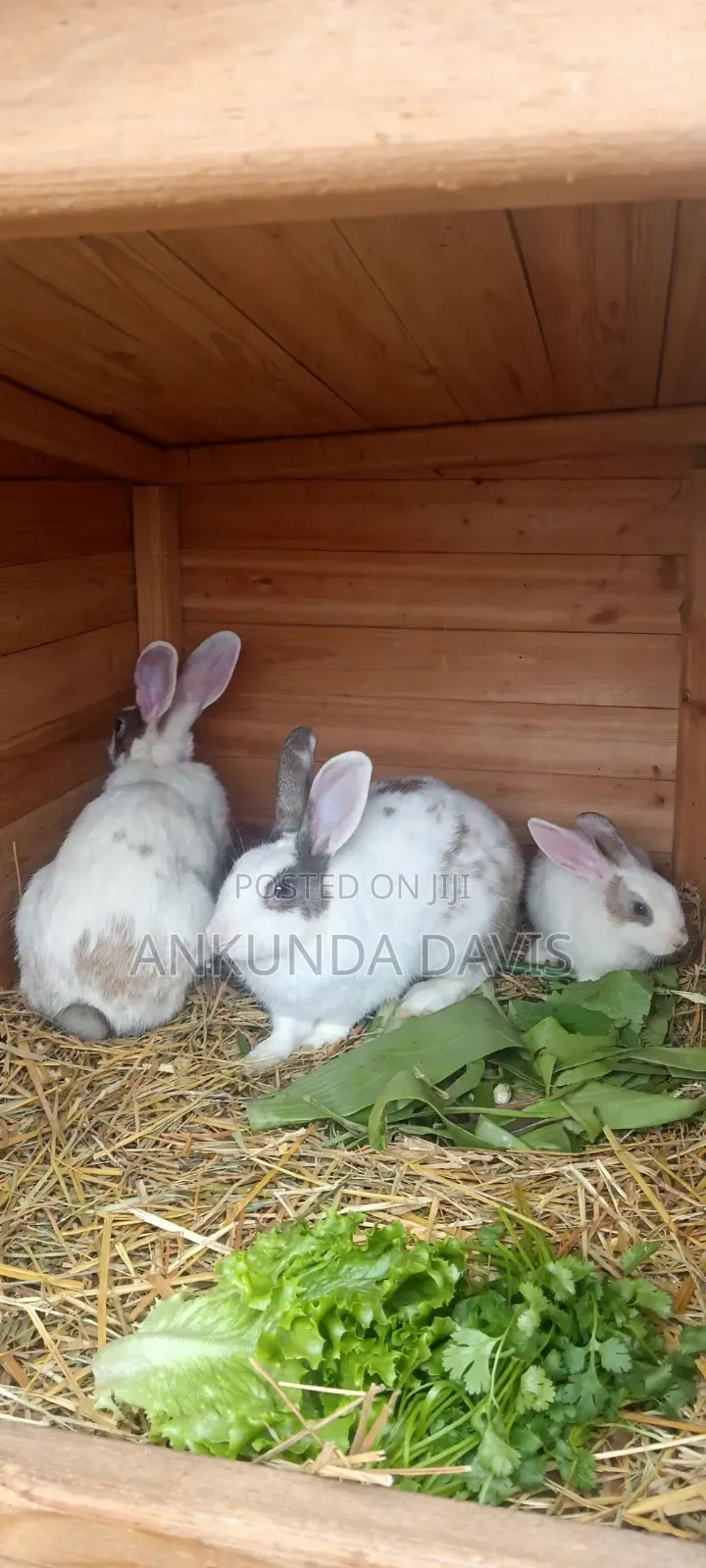 4 Healthy White Rabbits for Sale - Nyendo Masaka