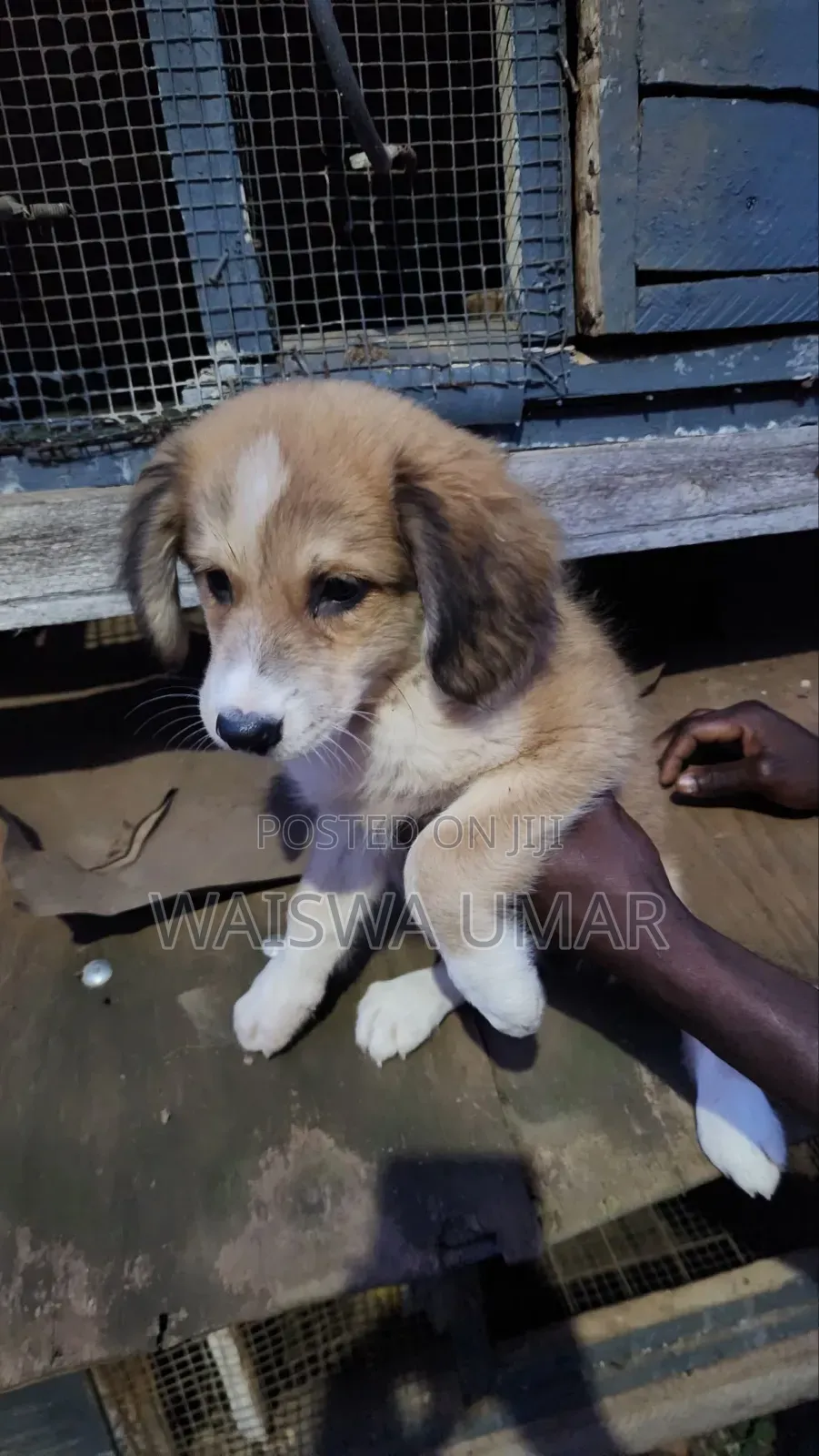 1-3 months Male Mixed Breed Saint Bernard