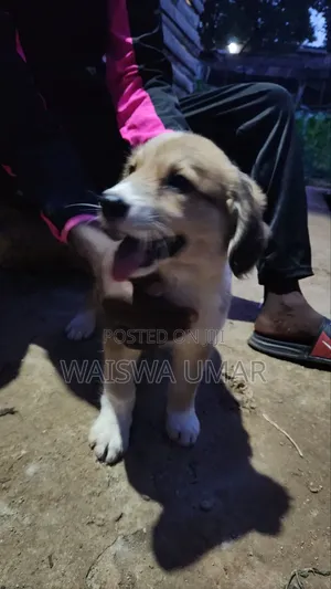 1-3 months Male Mixed Breed Saint Bernard
