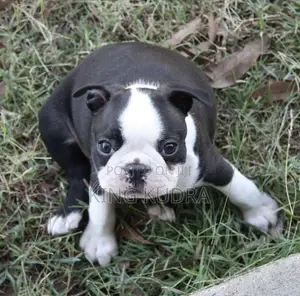 1-3 months Female Purebred Boston Terrier
