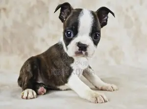 1-3 months Female Purebred Boston Terrier
