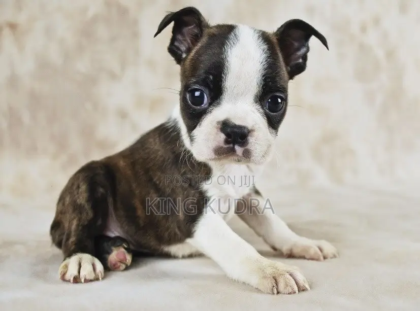 1-3 months Female Purebred Boston Terrier