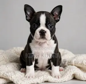 1-3 months Female Purebred Boston Terrier
