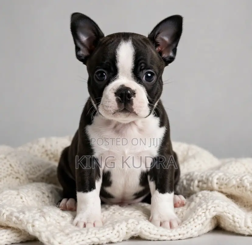 1-3 months Female Purebred Boston Terrier