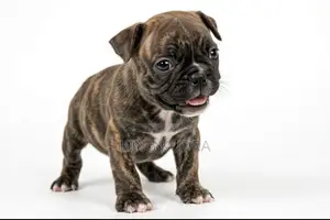 1-3 months Female Purebred Boston Terrier