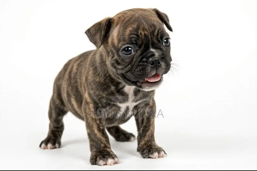 1-3 months Female Purebred Boston Terrier