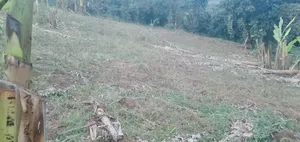 100 by 100 Ft Plot