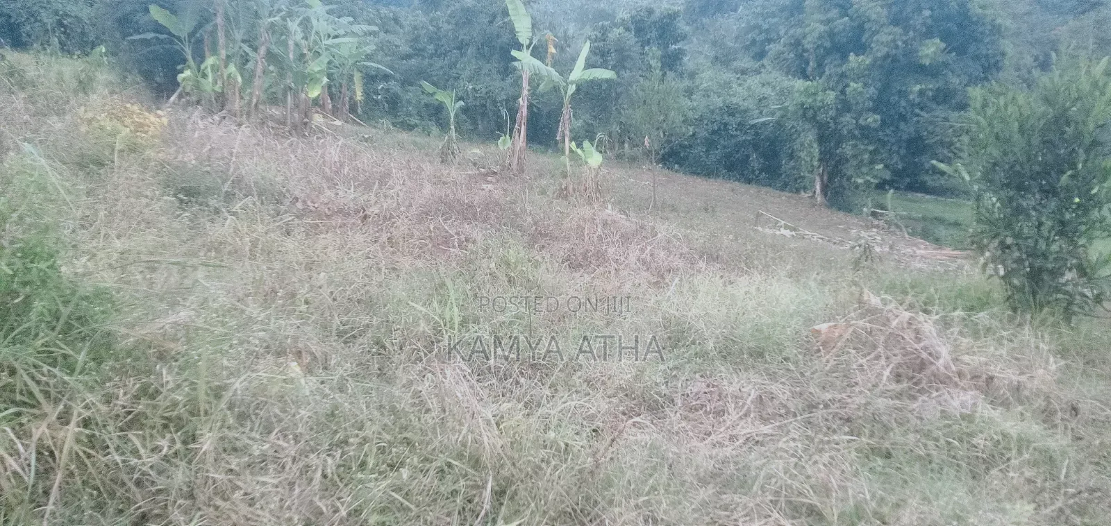 100 by 100 Ft Plot