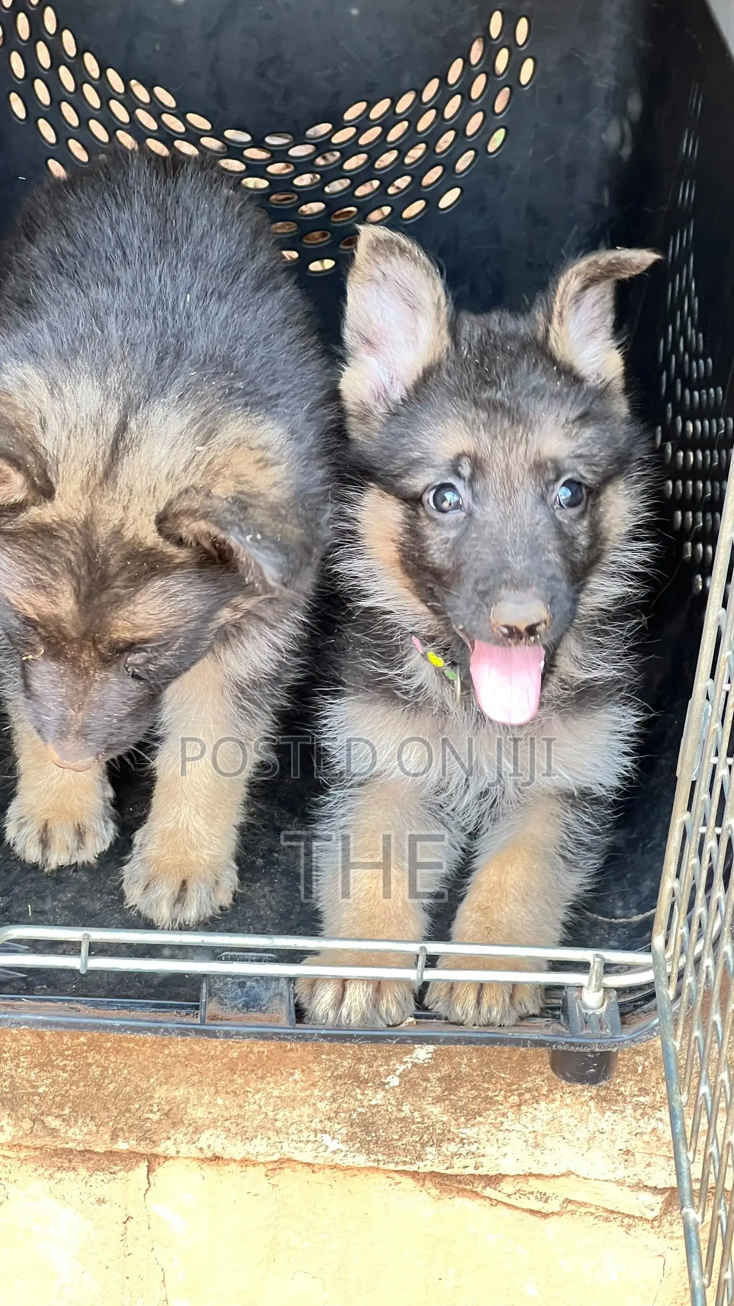 1-3 months Male Purebred German Shepherd