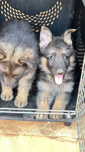 1-3 months Male Purebred German Shepherd