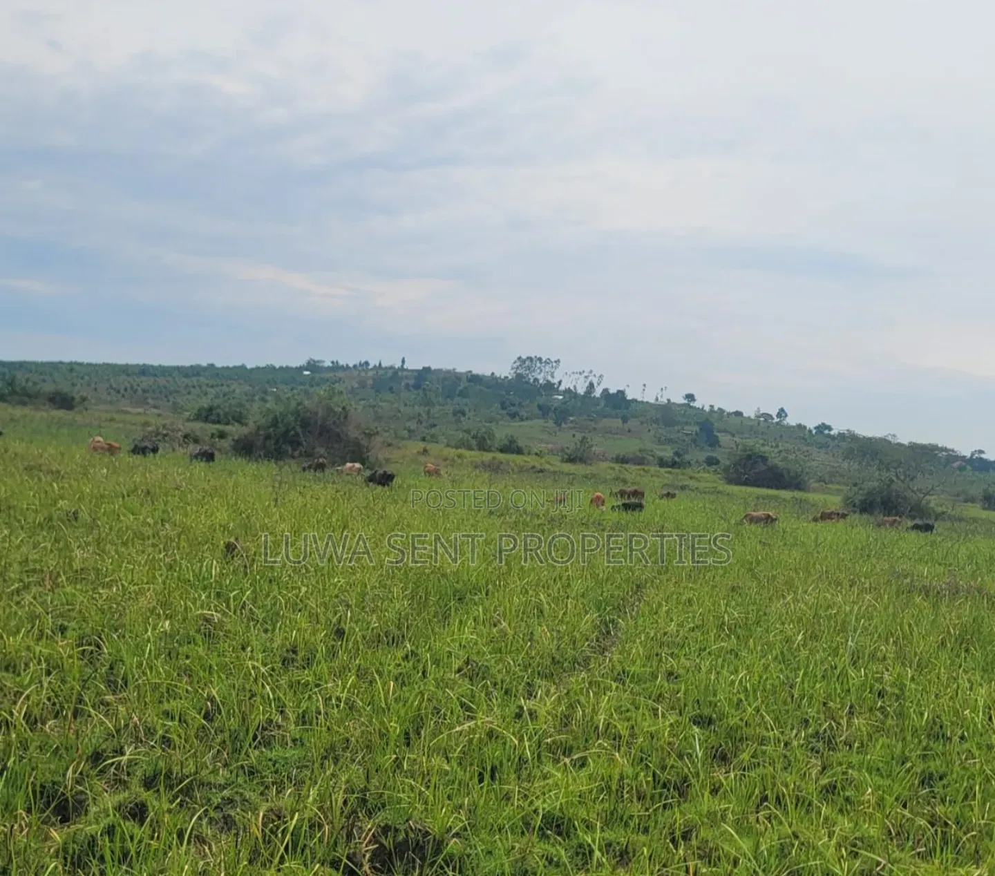 6 Square Mile Nakasongola