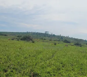 6 Square Mile Nakasongola