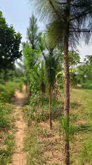 Half-Acre Mailo Land in Ddundu-Mukono Gayaza/Kayunga Raod