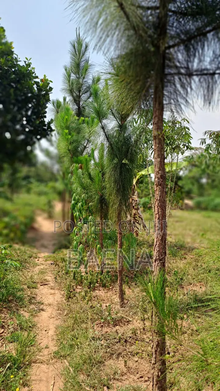 Half-Acre Mailo Land in Ddundu-Mukono Gayaza/Kayunga Raod